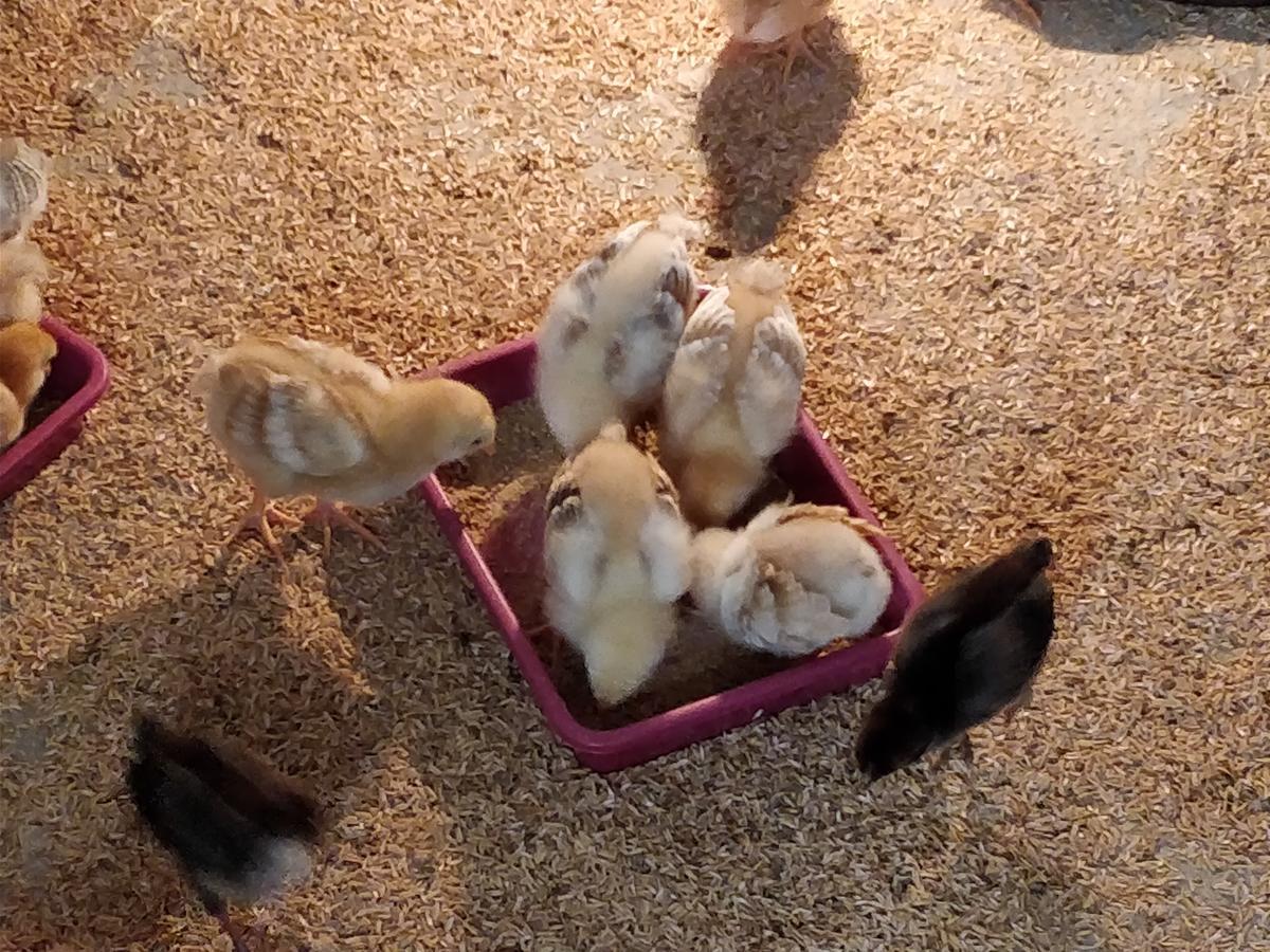Sneha Farm House Kudal  المظهر الخارجي الصورة