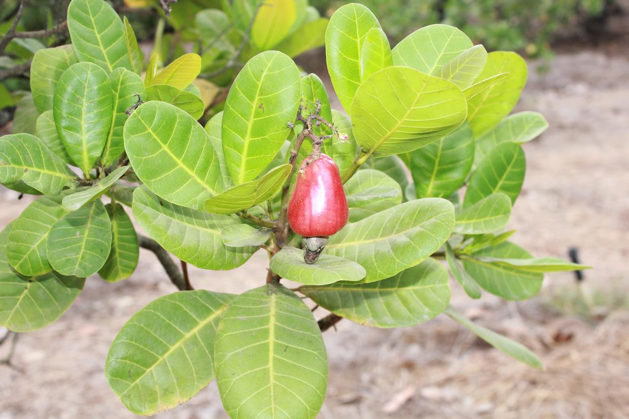 Sneha Farm House Kudal  المظهر الخارجي الصورة